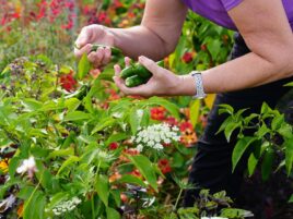 Arboretum volunteers, staff produce record harvest for food bank donation