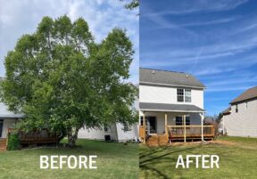 Hook: Our Tree Removal Conundrum