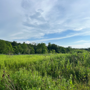 Soaring-Eagle-Wetland-1